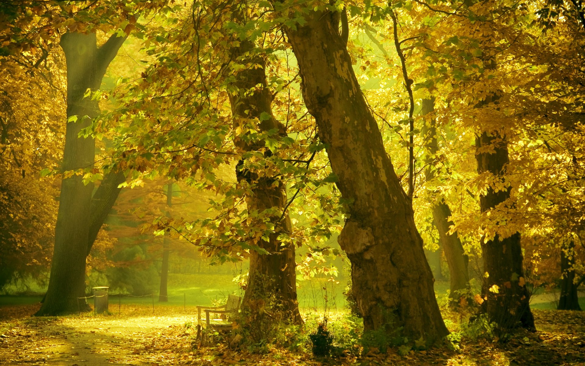 été parc arbres banc lumière