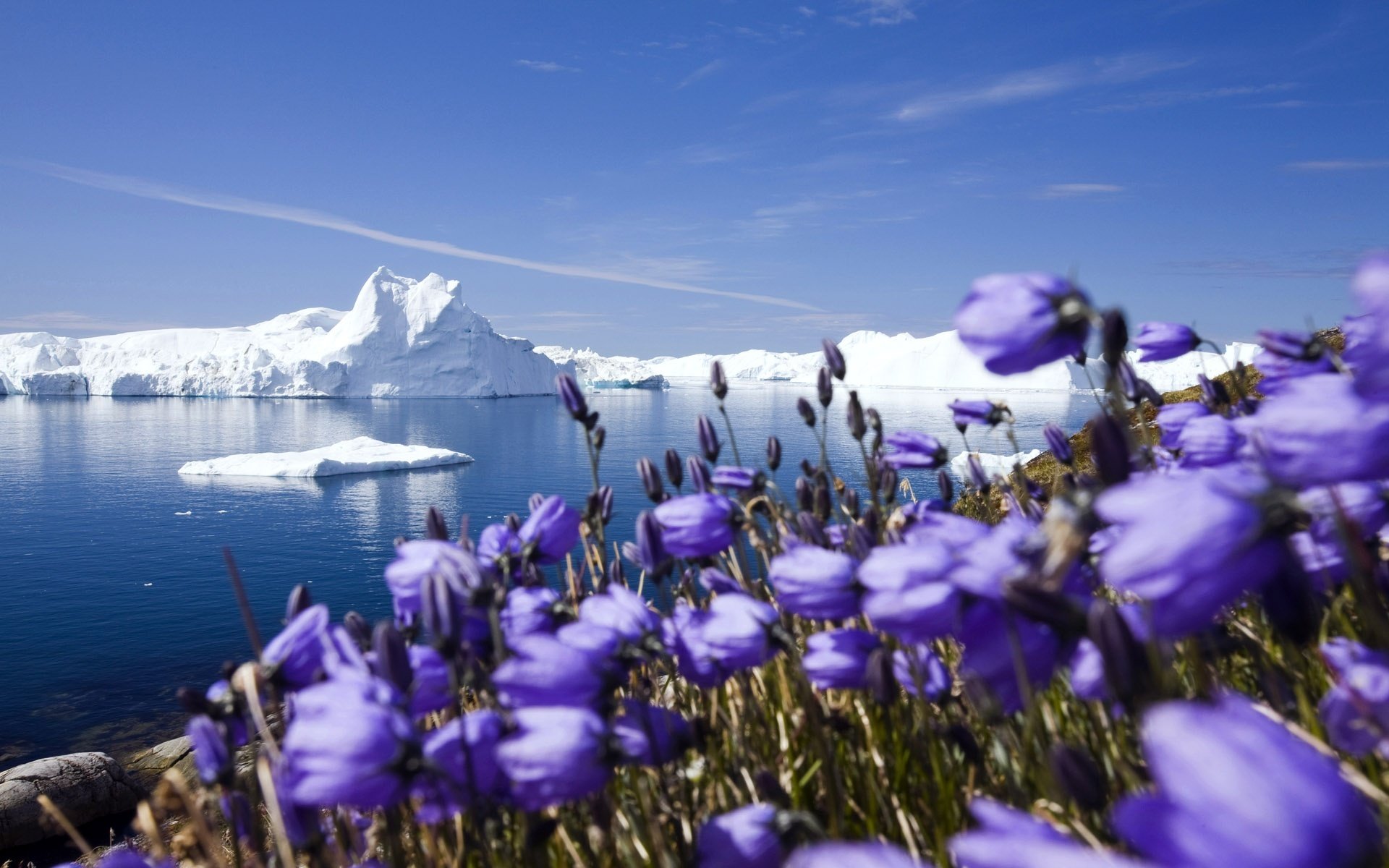 arctique neige gel glacier icebergs océan côte fleurs macro horizon ciel nuages beauté propreté