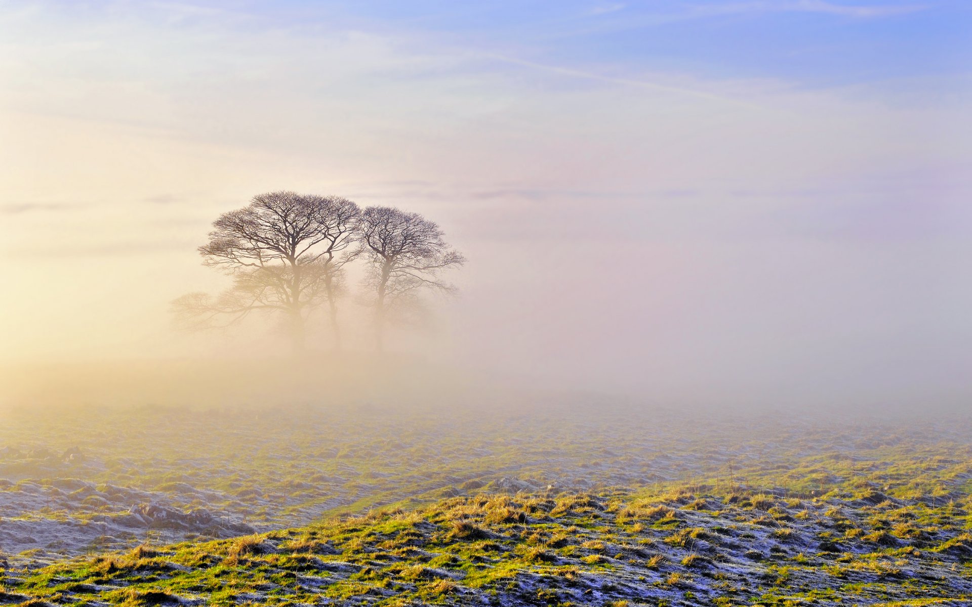 matin brouillard arbres ciel