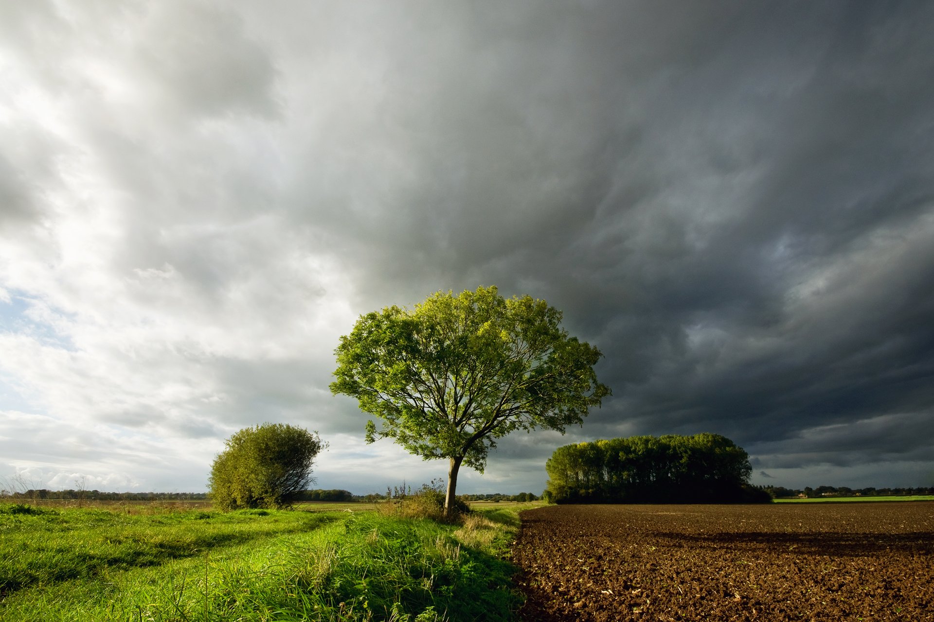 feld gras himmel wolken wolken baum