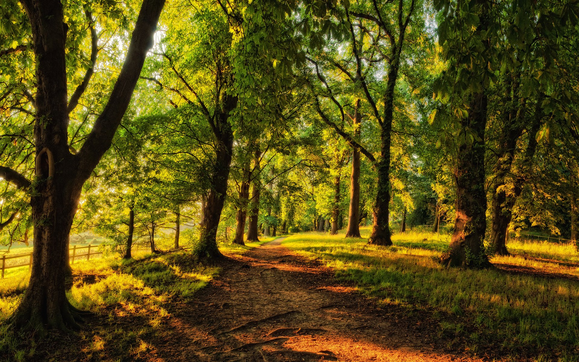 chemin passerelle forêt arbres conifères ensoleillé clôture allée