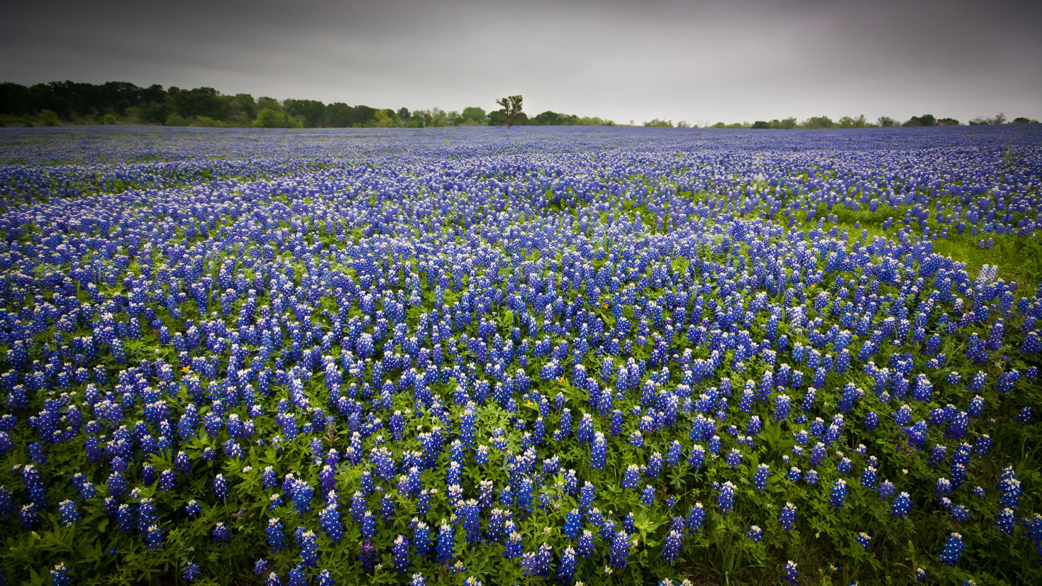 the field flower nature landscape