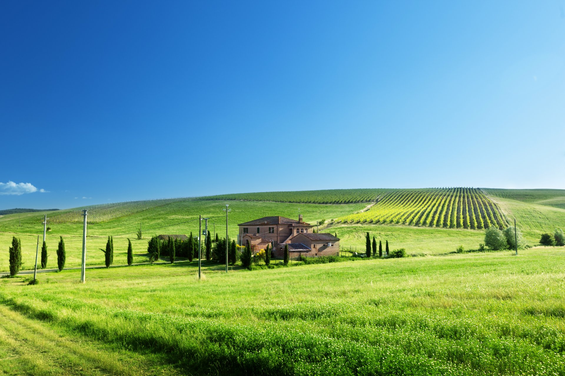 haus pfosten feld weinberge gras grün straße weg bäume