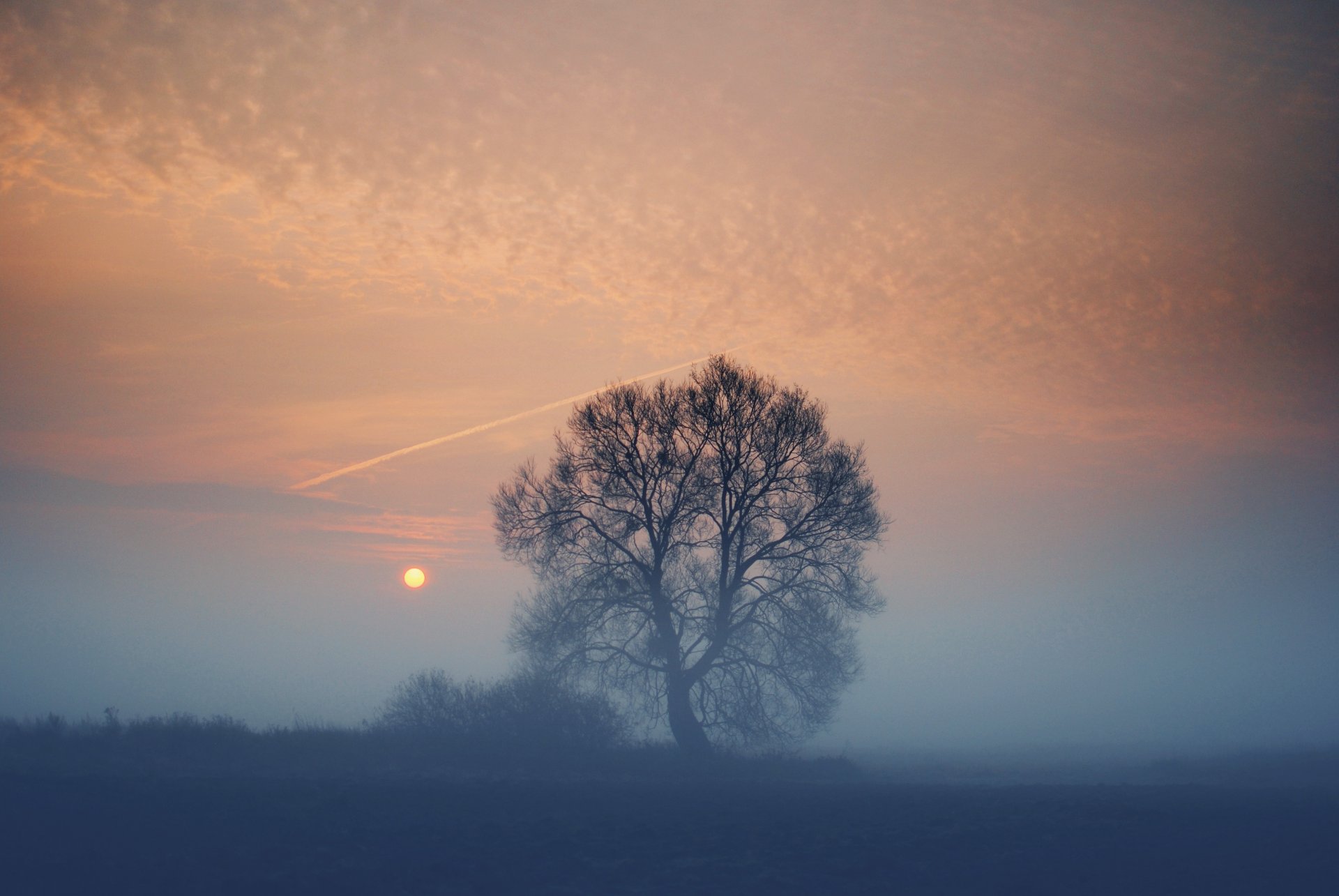 soirée brouillard champ arbre soleil coucher de soleil