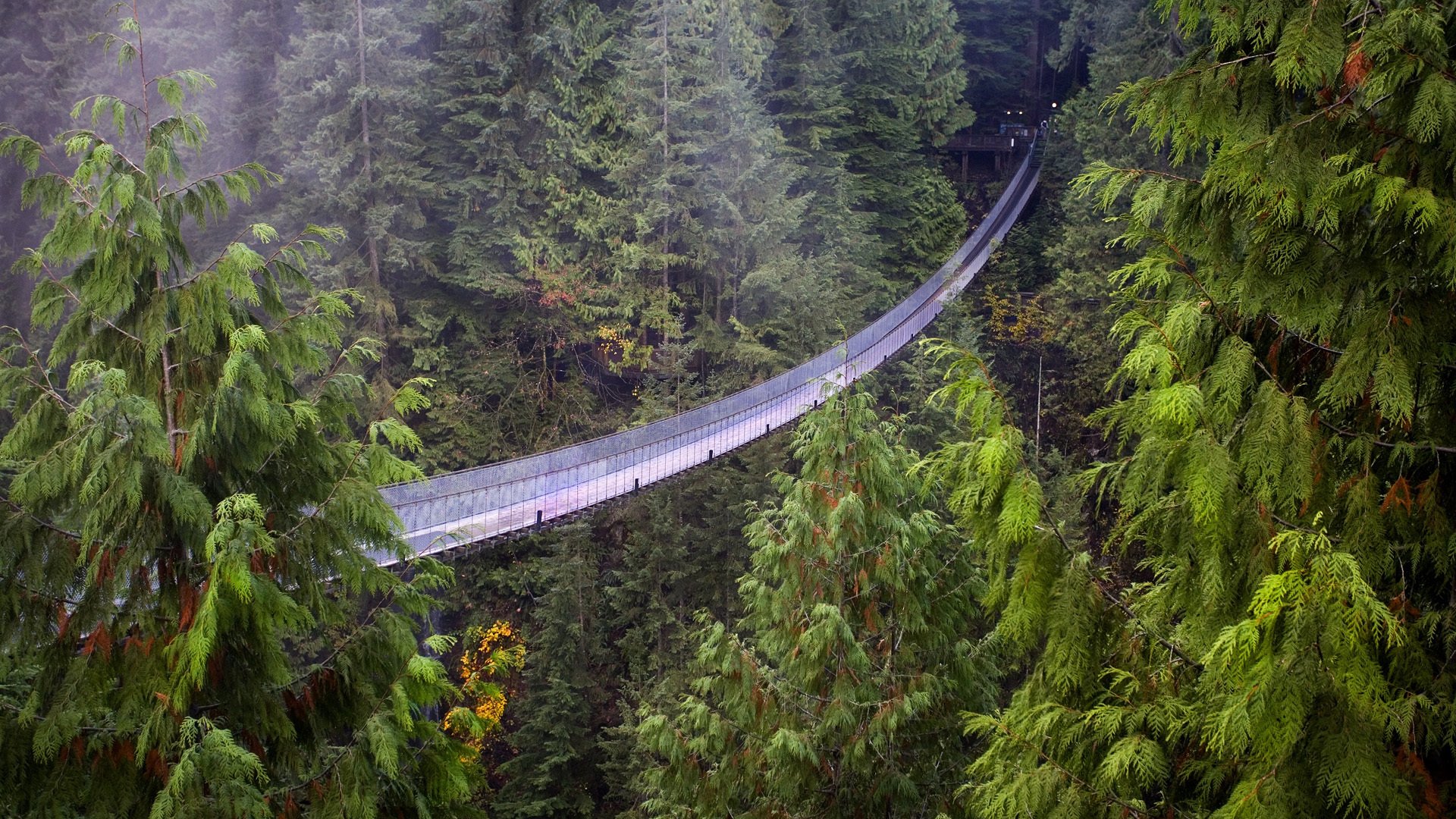 pont suspendu vancouver colombie-britannique forêt séquoia altitude