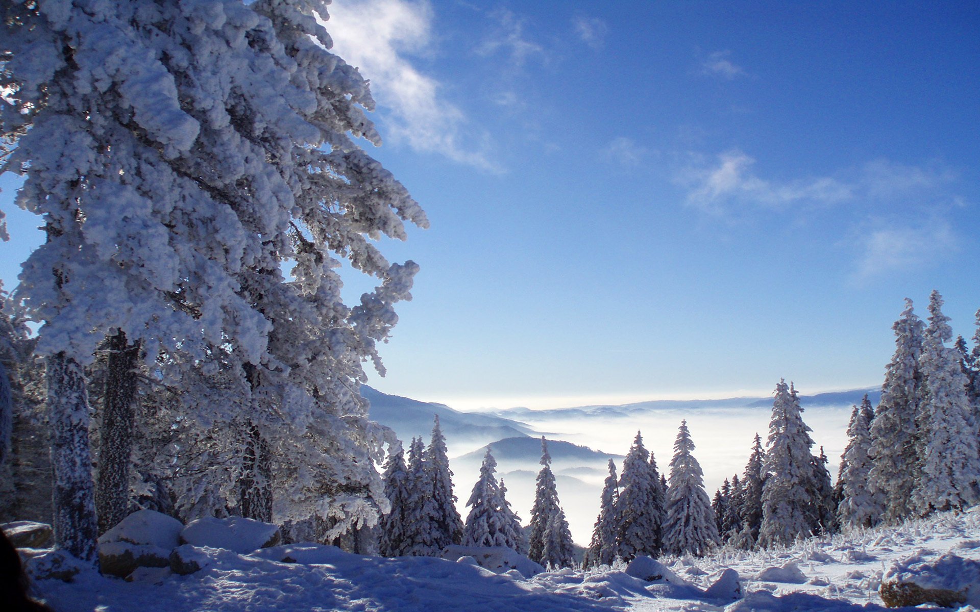 nature montagnes forêt neige hiver