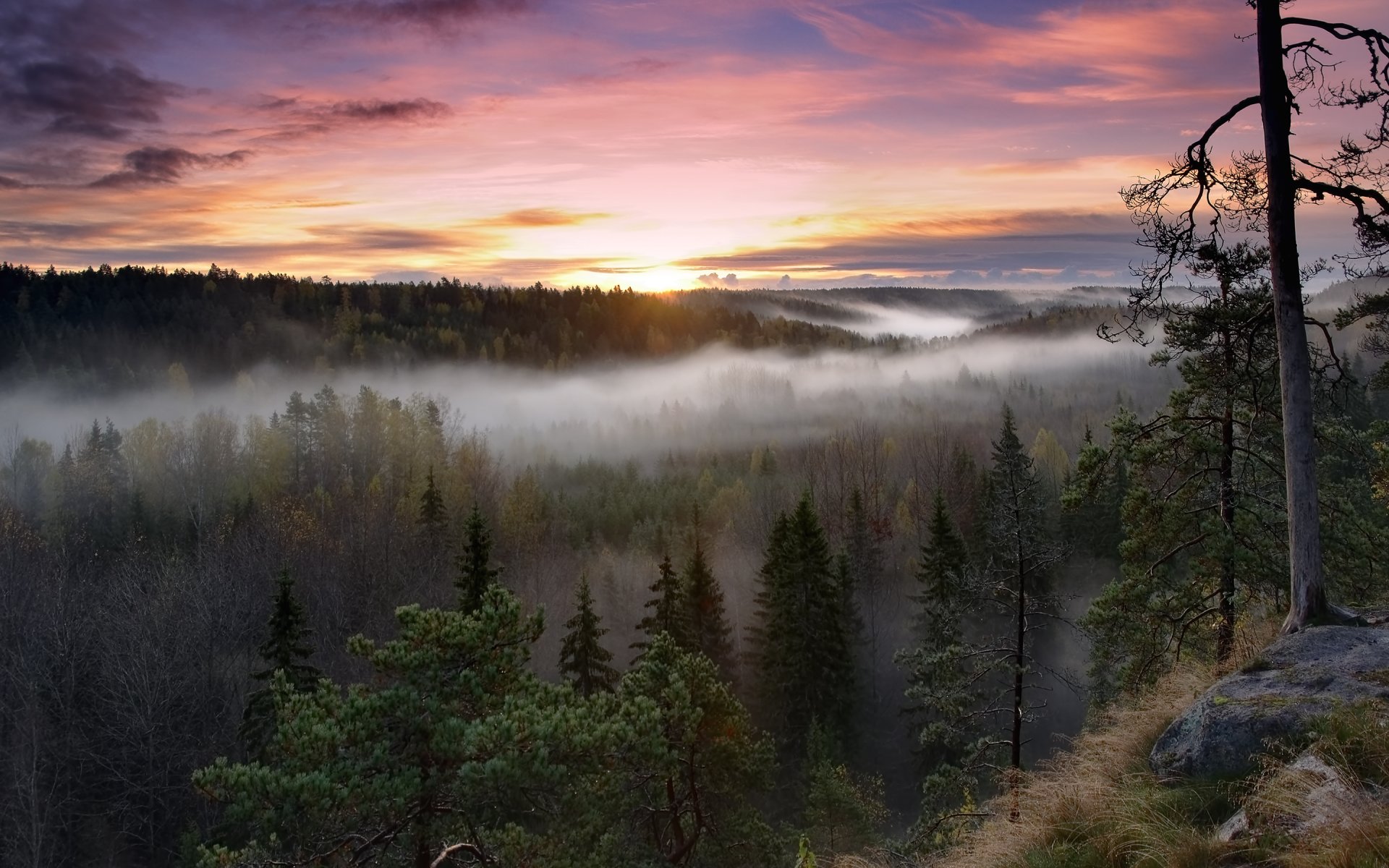 parco nazionale di noux finlandia foresta alba nebbia mattina alberi natura