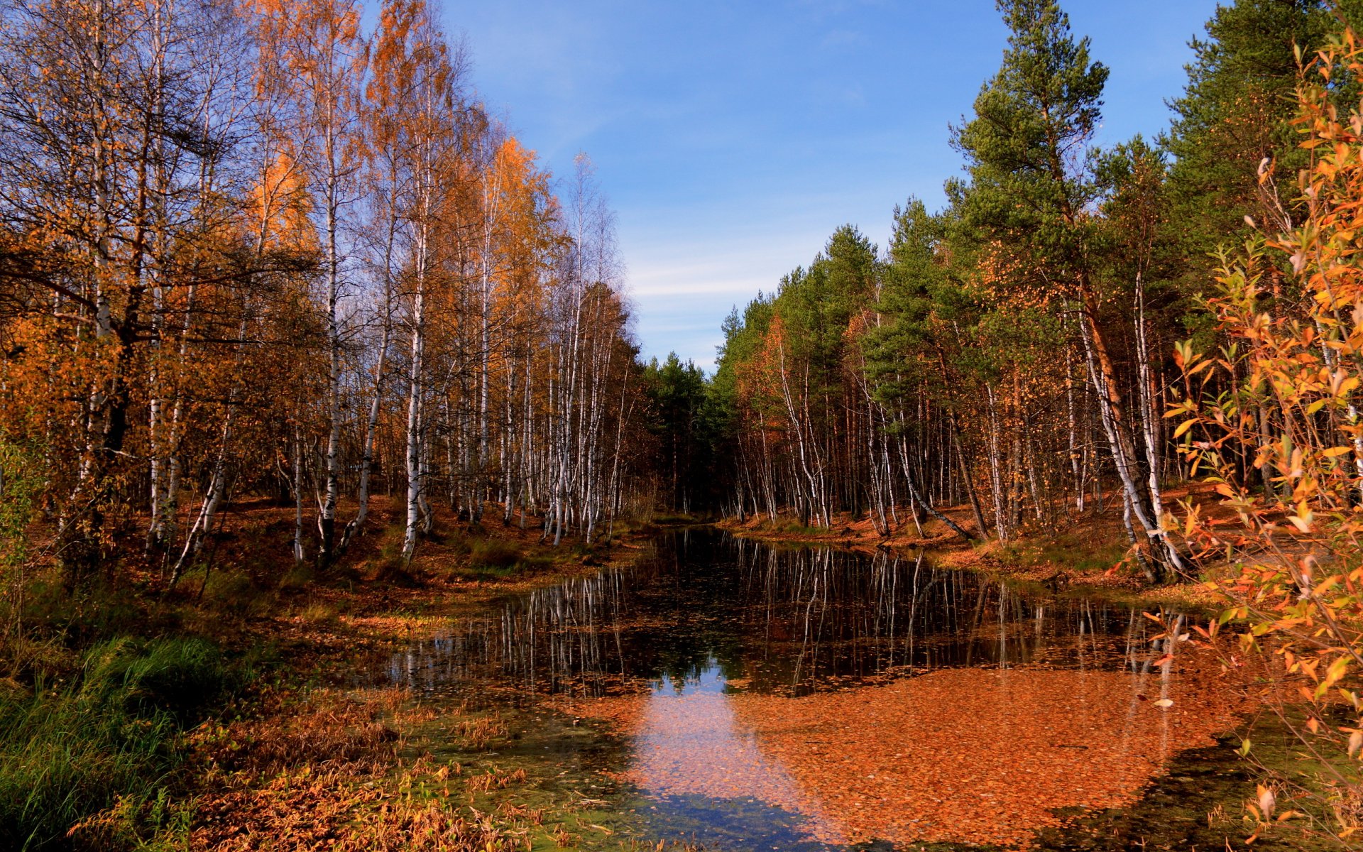 осень лес река