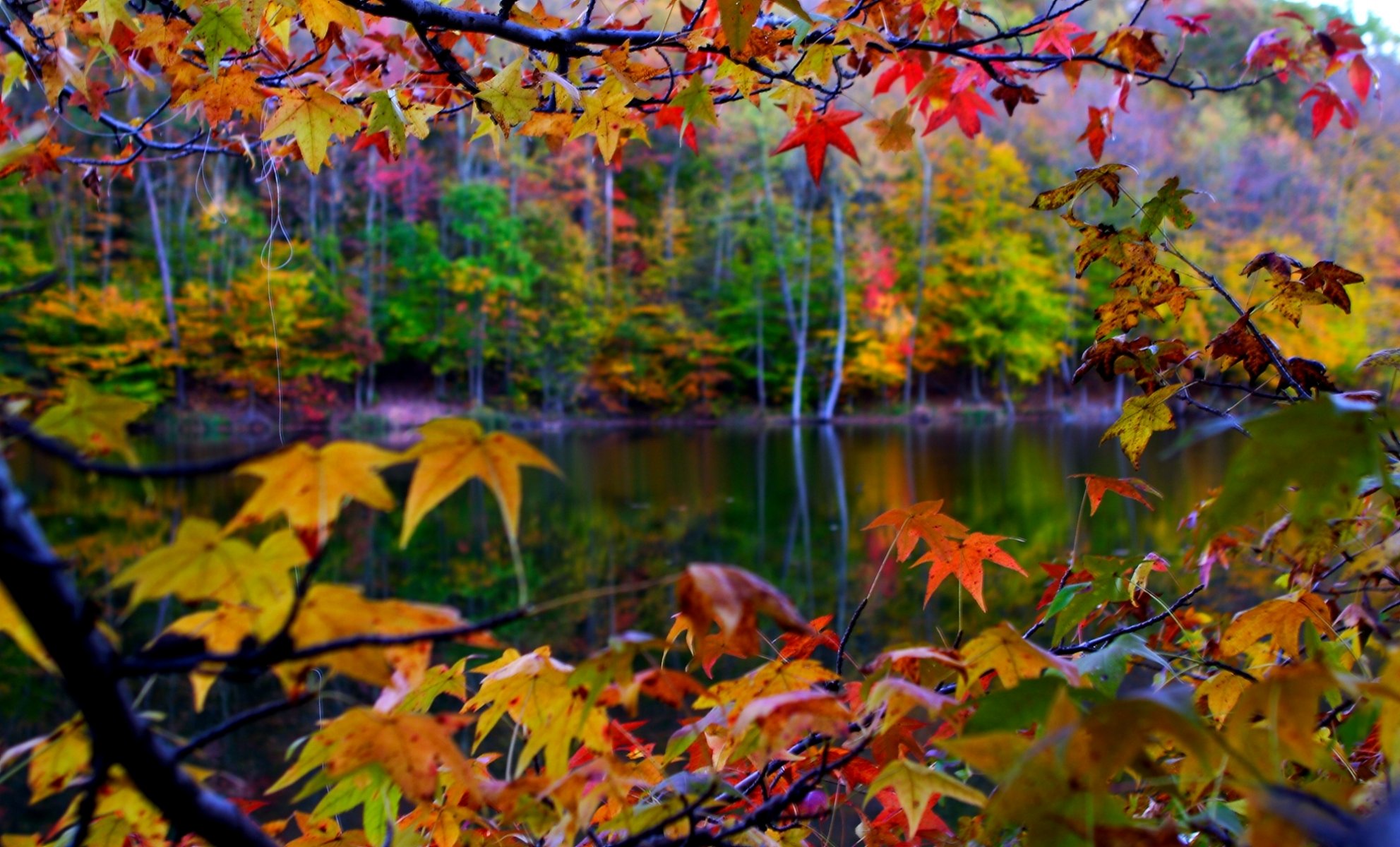 paysage nature feuilles automne gros plan