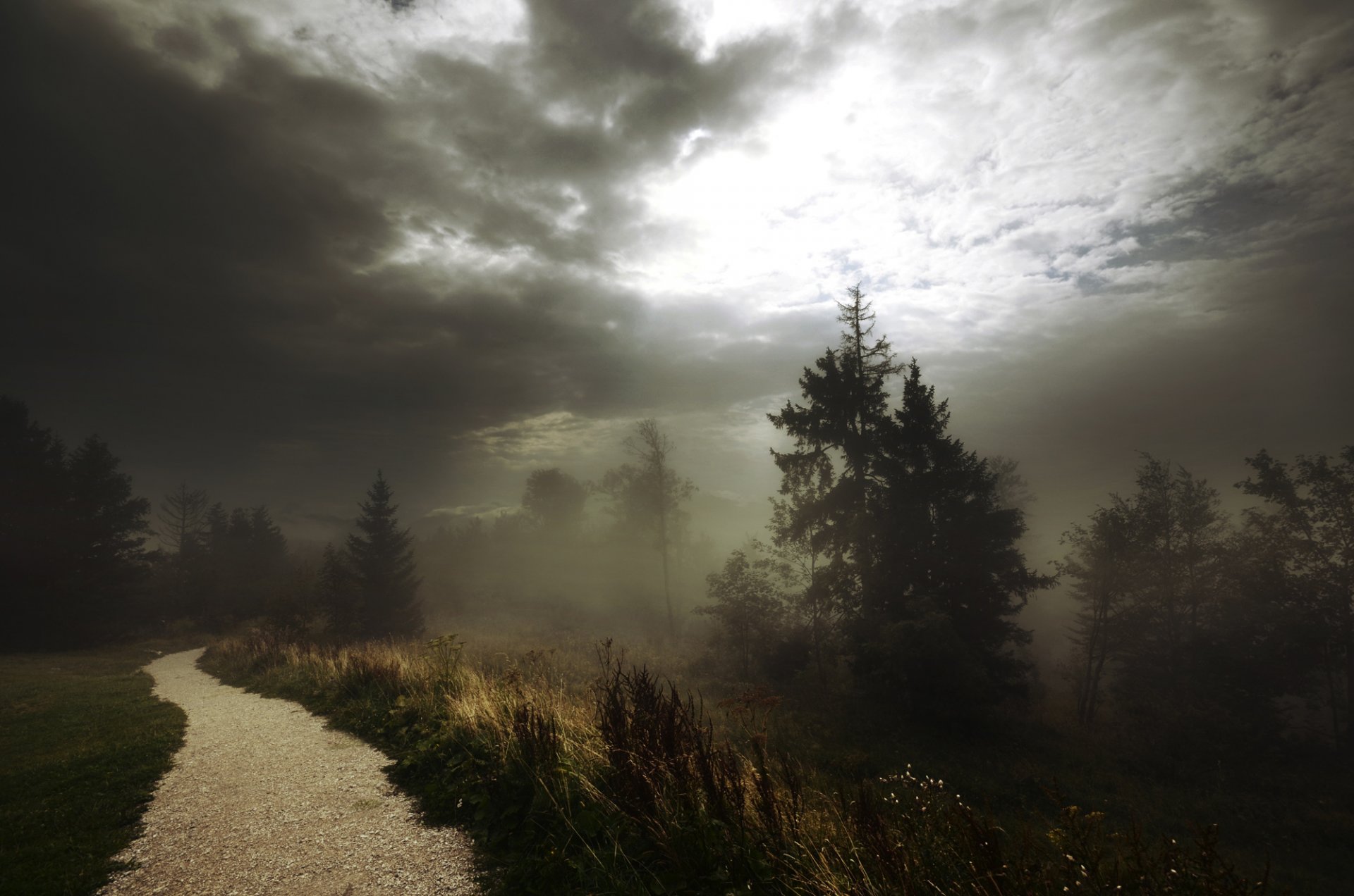 fog track path forest clouds tree gra