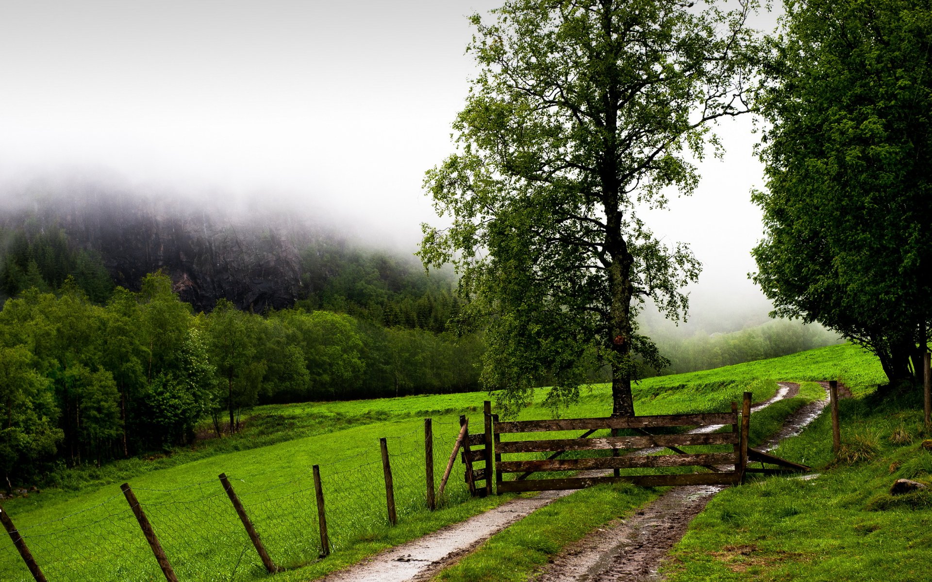 campo niebla cerca puerta