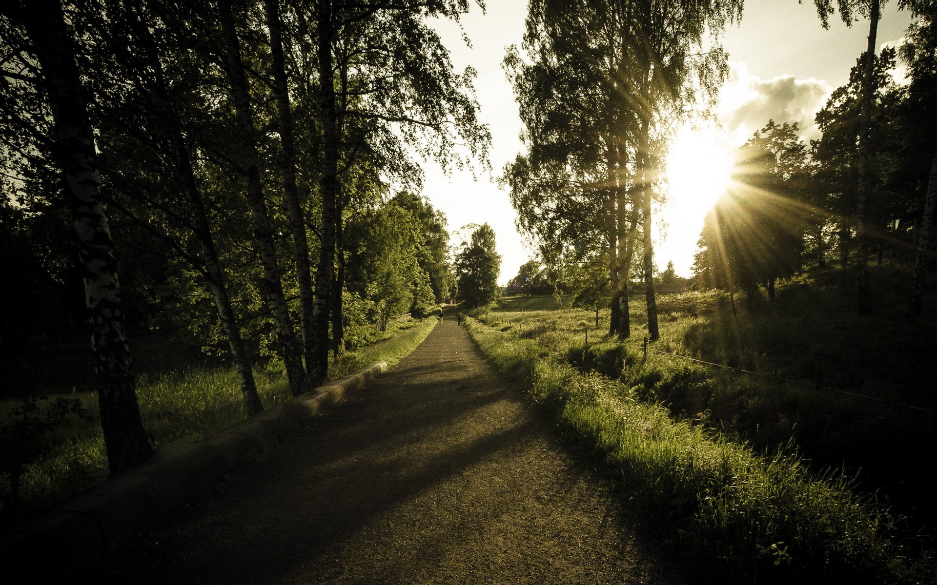 road tree light landscape