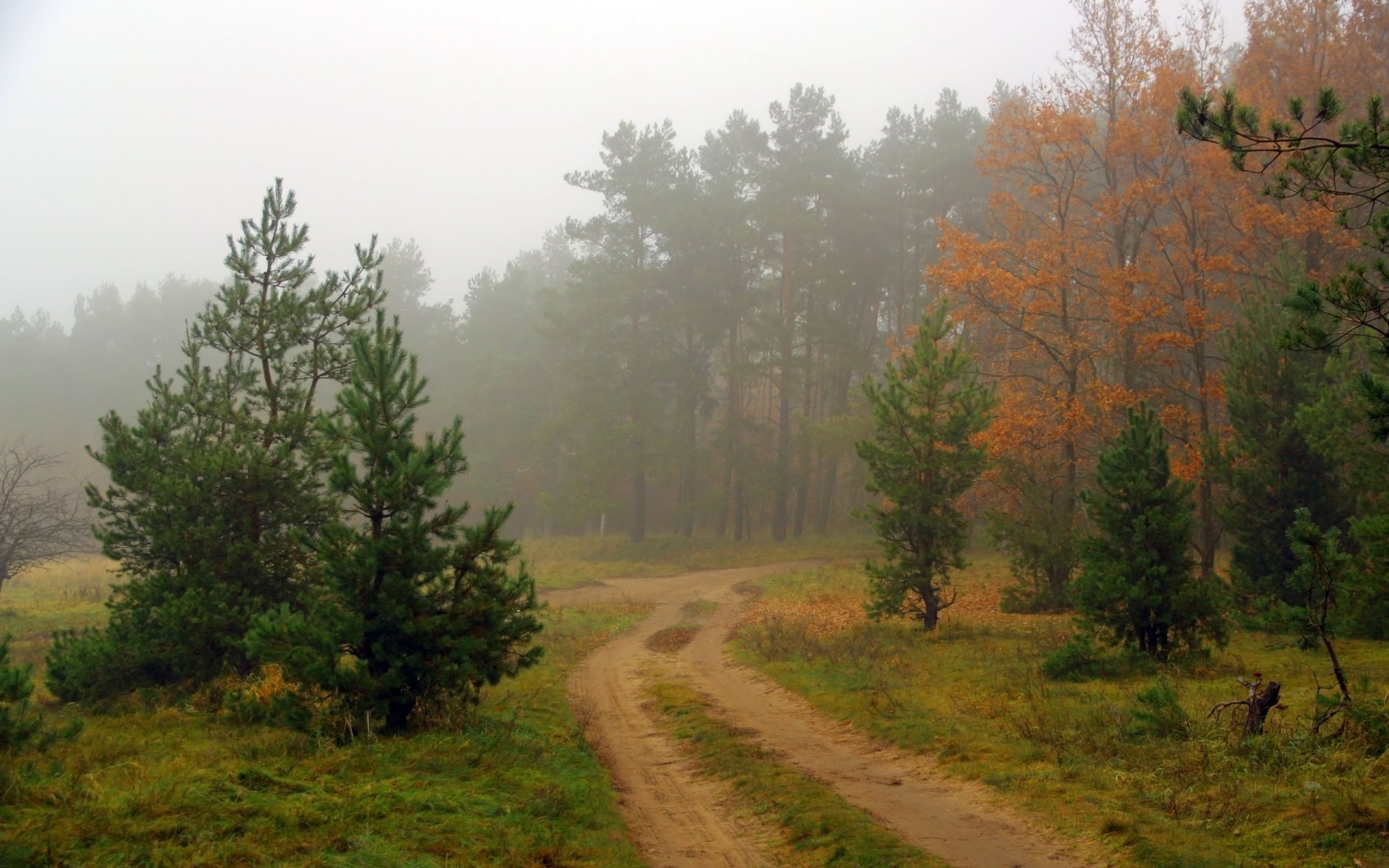 forest road fog nature landscape