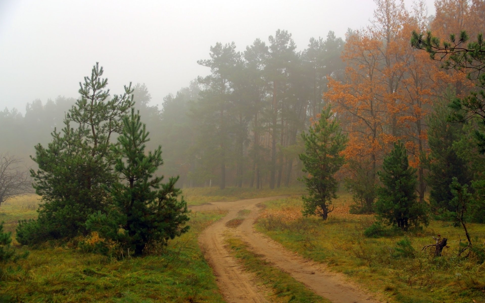лес дорога туман природа пейзаж
