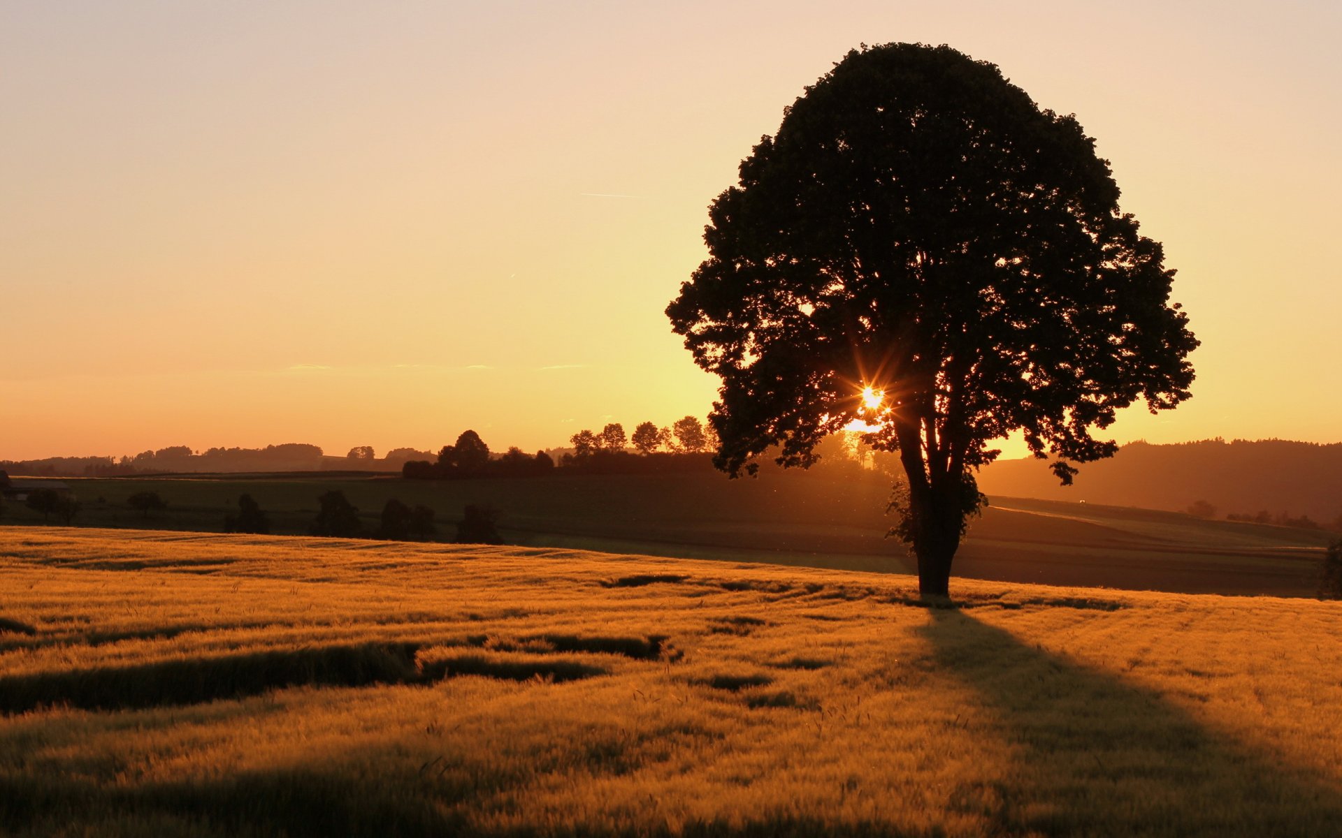 coucher de soleil champ arbre paysage