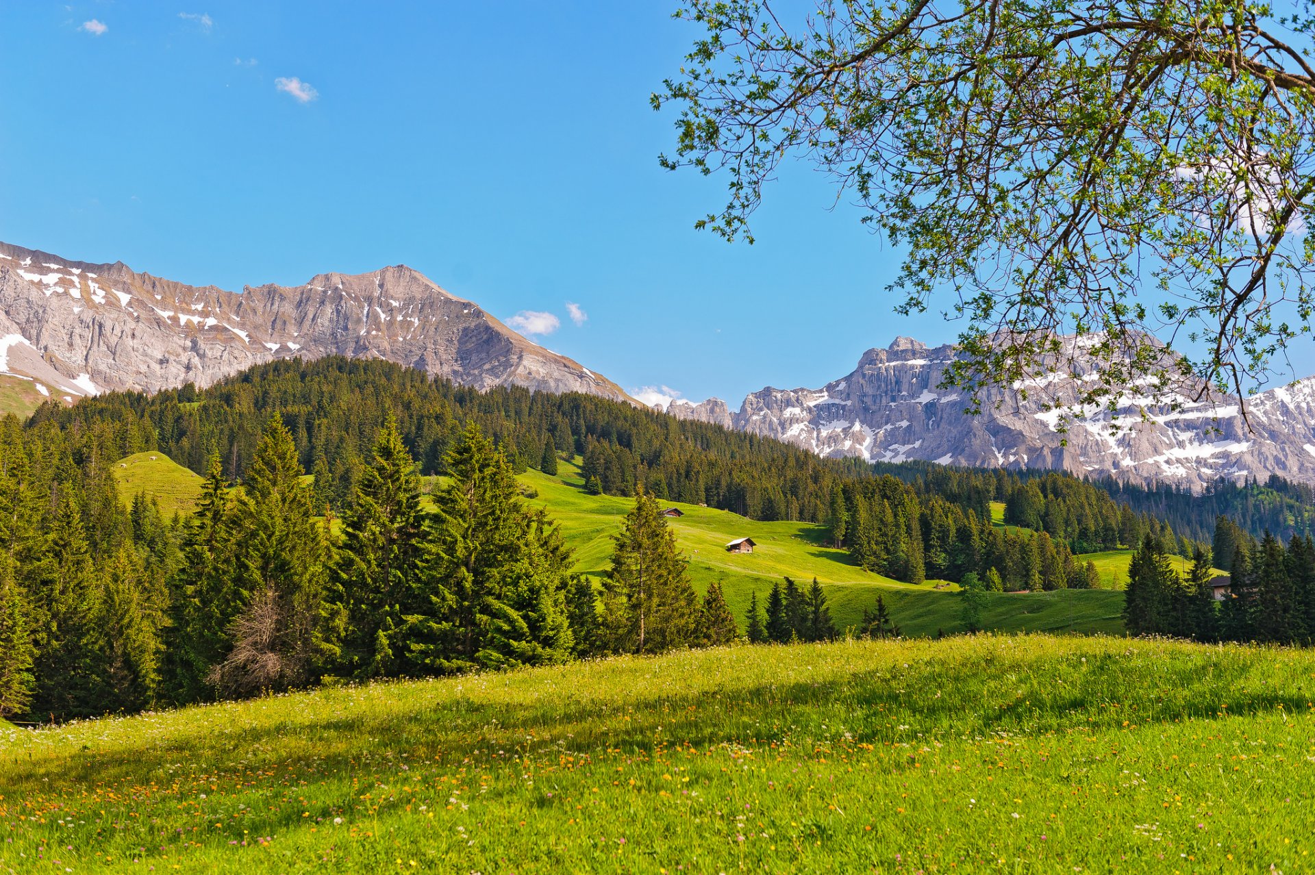 svizzera montagne prato foresta alberi natura