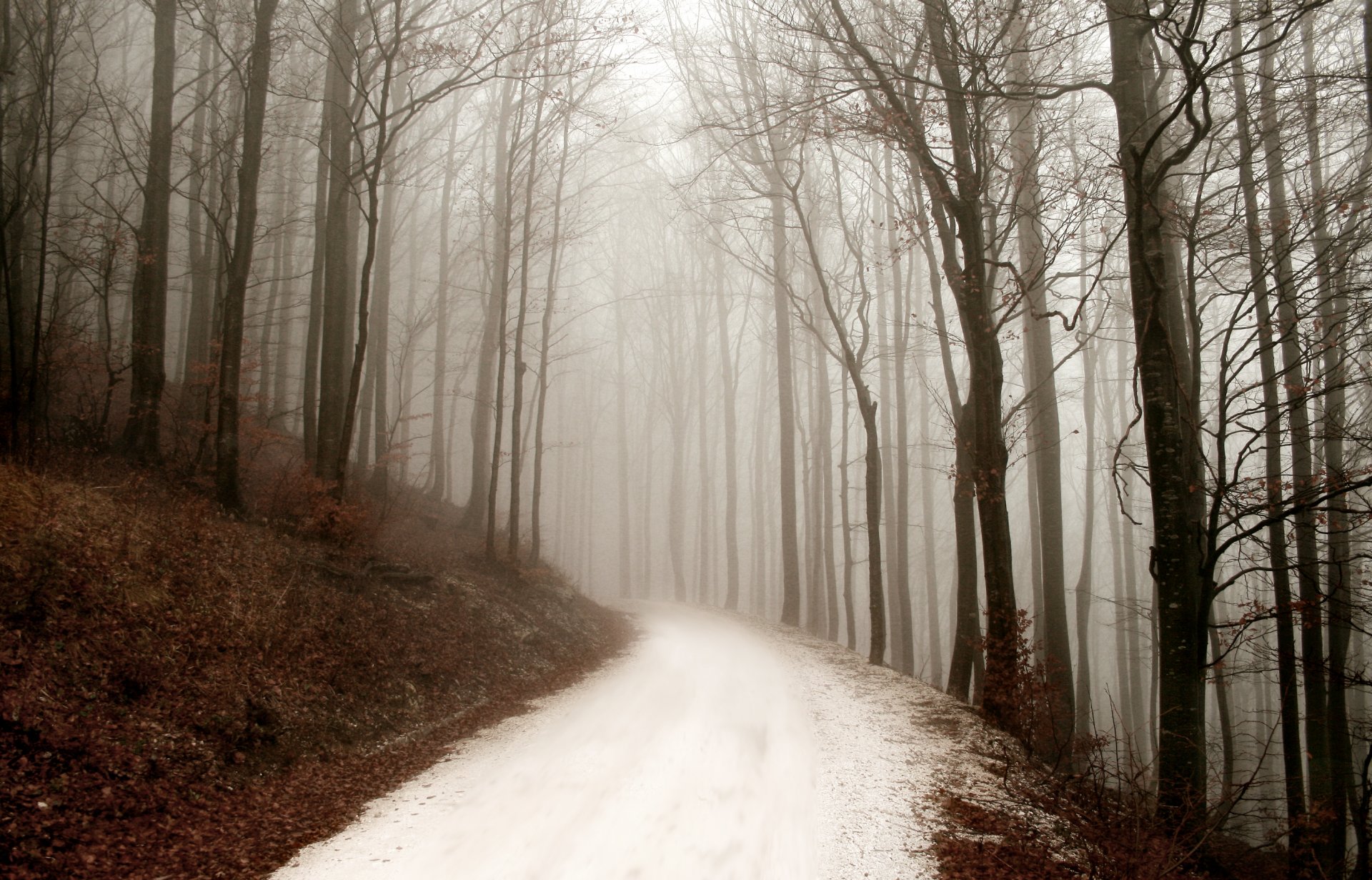 giorno d inverno nebbia strada foresta natura inverno