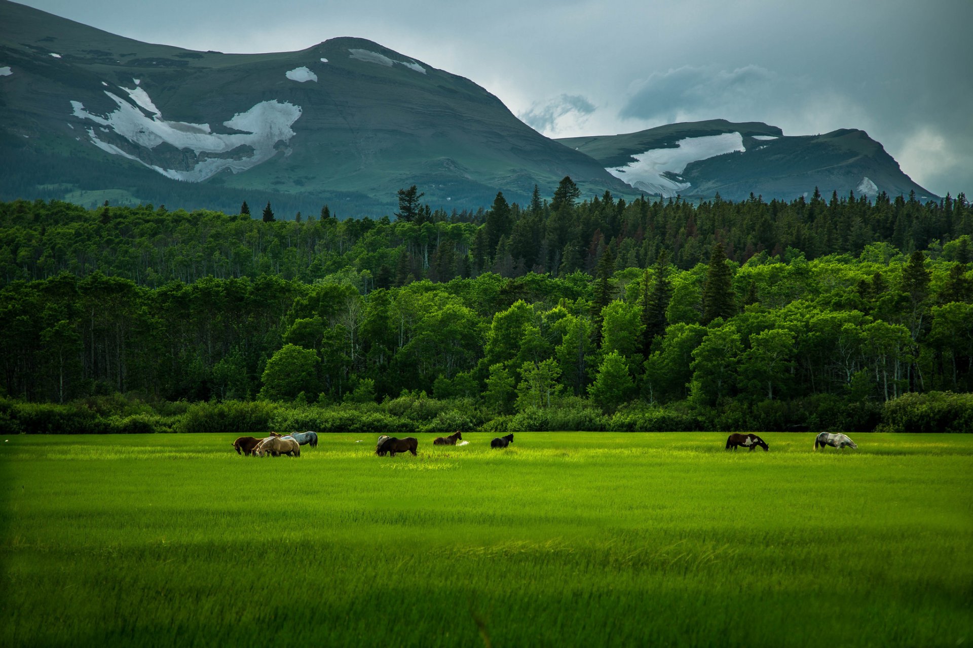 chevaux champ herbe verdure montagnes