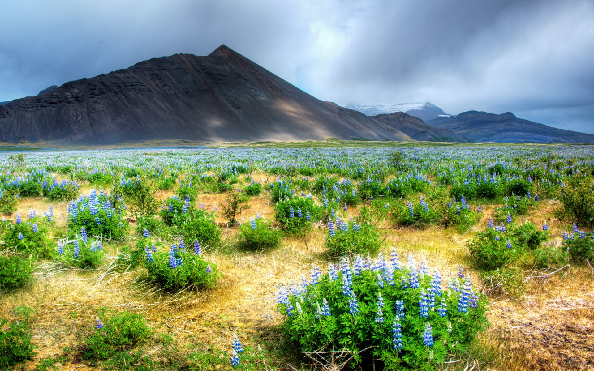 montagnes champ fleurs nature paysage