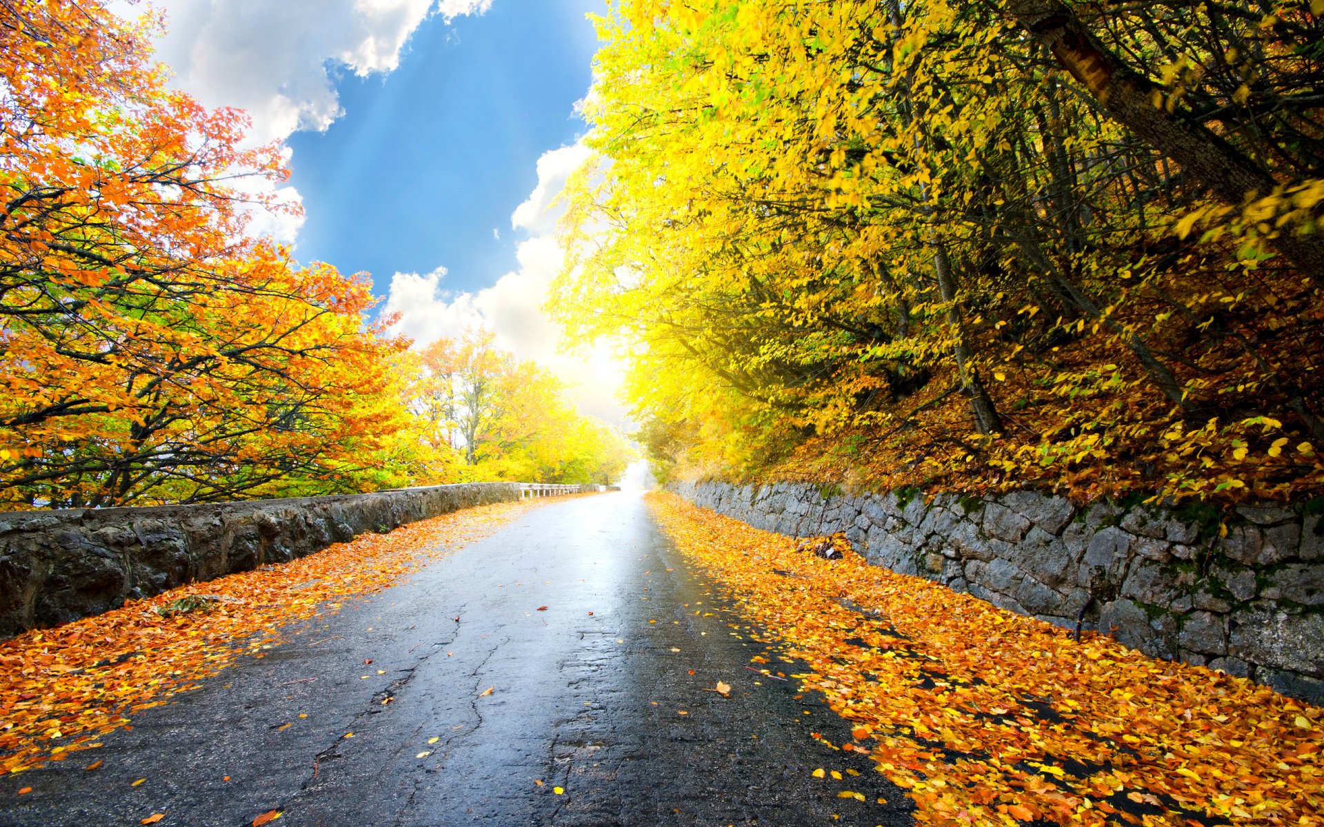 nature landscape sky clouds road tree forest leaves autumn