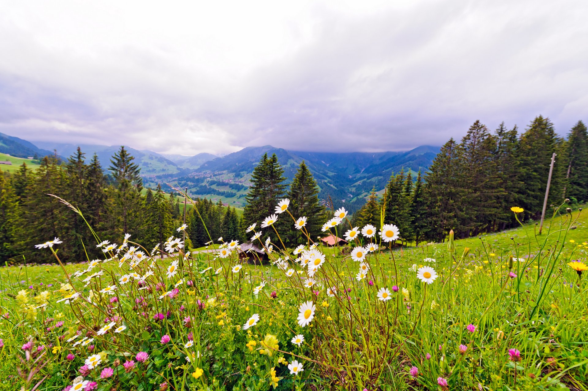 witzerland mountain meadow flower tree nature