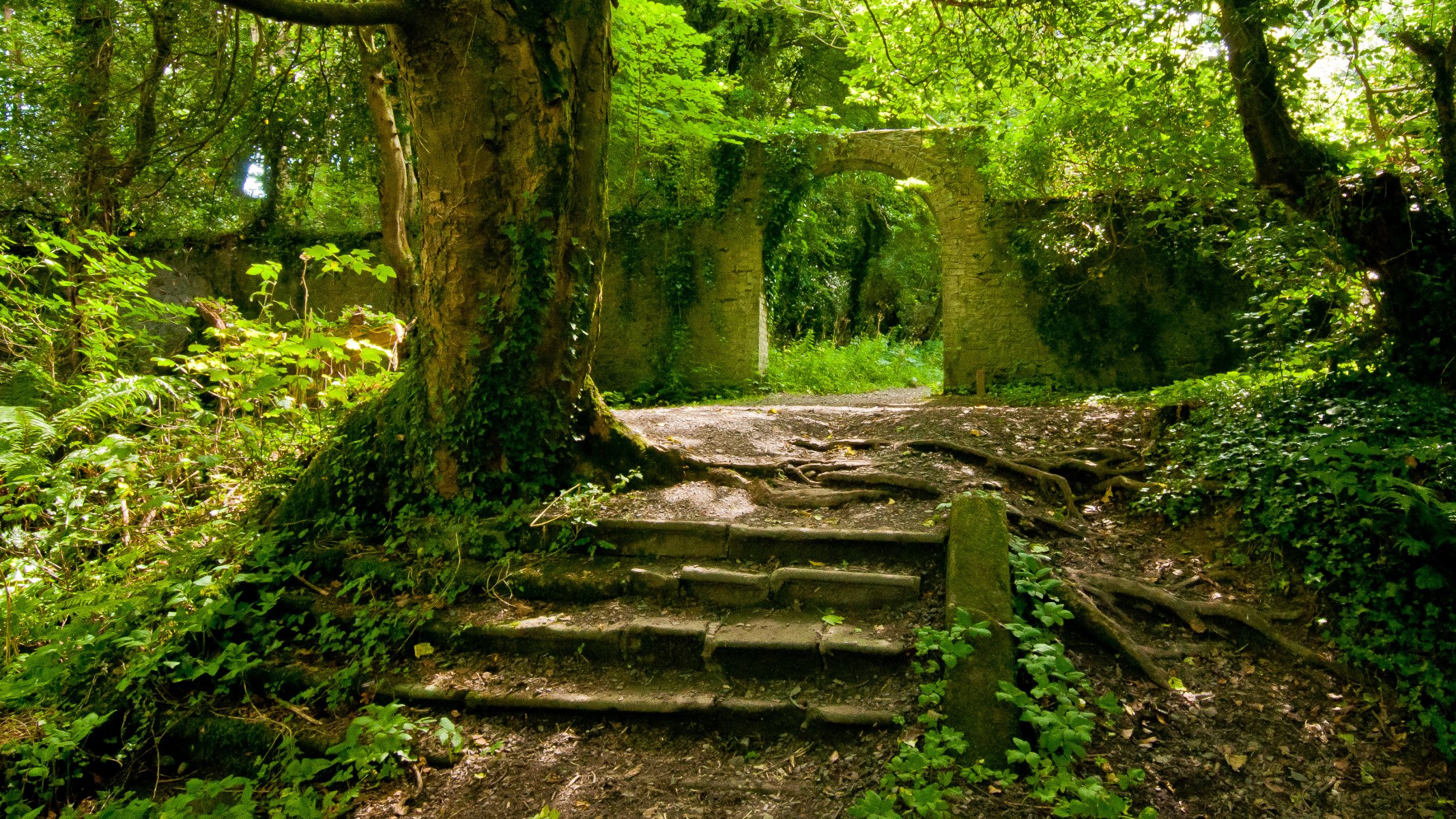 sommer wald alte mauern