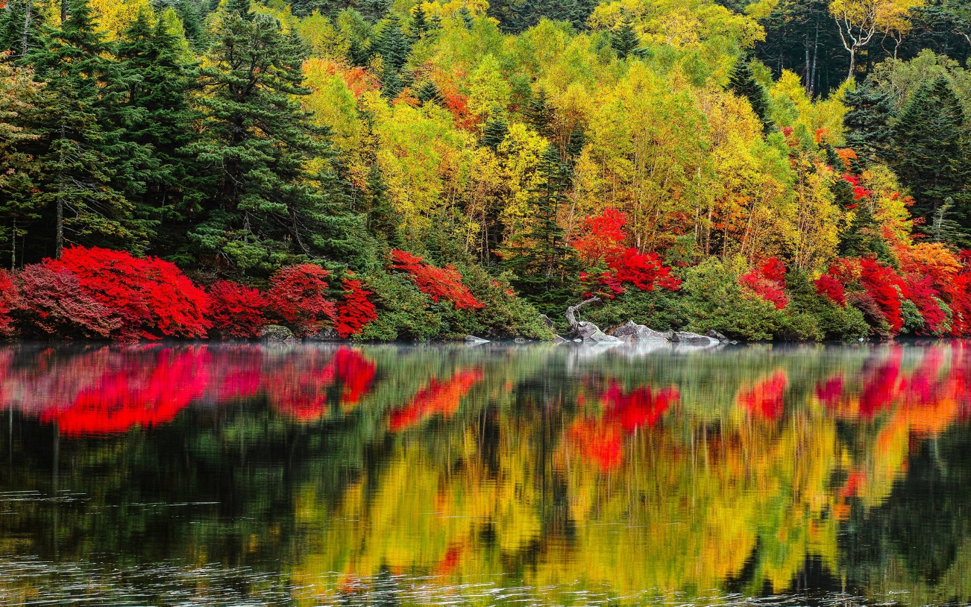 nature paysage lac automne arbres forêt