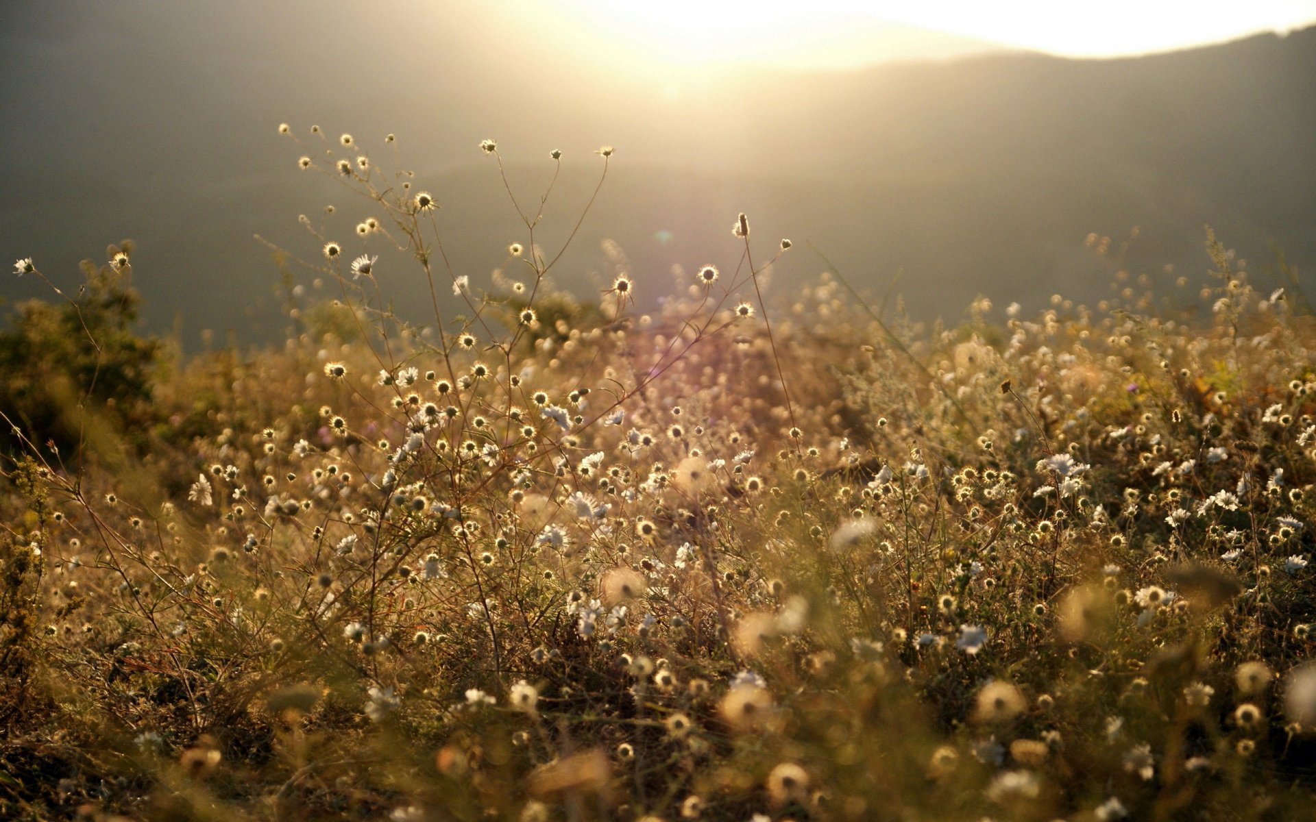 nature forêt montagnes clairière prairie herbe végétation pelouse blanc fleurs lumière soleil rayons lumineux