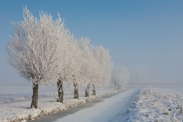 Bäume im Frost sind entlang einer verschneiten Straße gesäumt