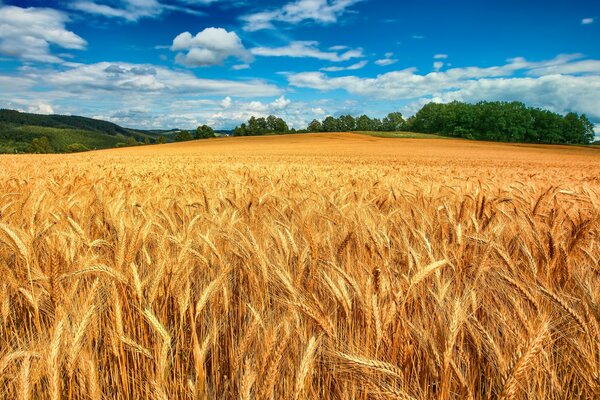 Ein riesiges Feld von Weizenähren