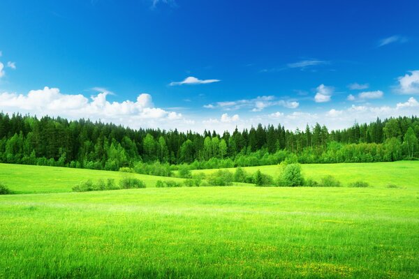Blue sky and green grass with forest