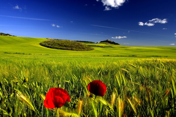 Grünes Feld Mohn Himmel