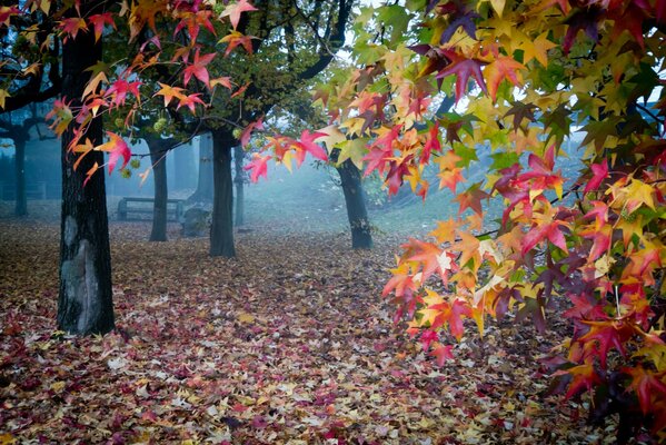 Belle automne dans le jardin