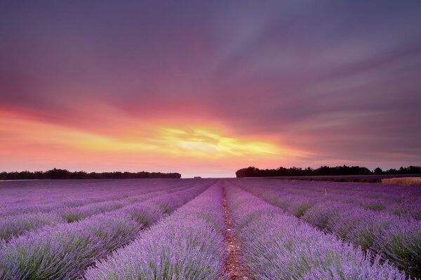 Coucher de soleil dans le ciel sur un champ de fleurs de lavande