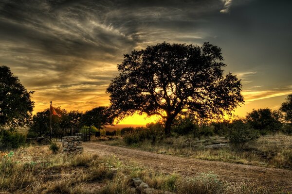 Puesta de sol en la naturaleza. Árbol grande