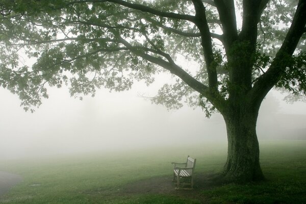 Eine einsame Bank unter einem Baum und ein Morgennebel, der alles in seinem Weg umhüllt