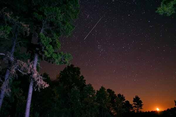 Stella cadente nel cielo stellato sopra la foresta