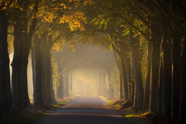 Automne dans la forêt. Route entre les arbres