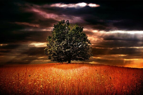 Arbre sous les nuages d orage dans le champ écarlate