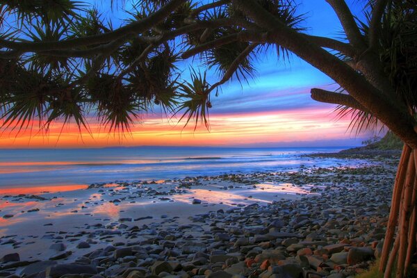 Palma che cresce sulla costa dell Oceano ai raggi del tramonto