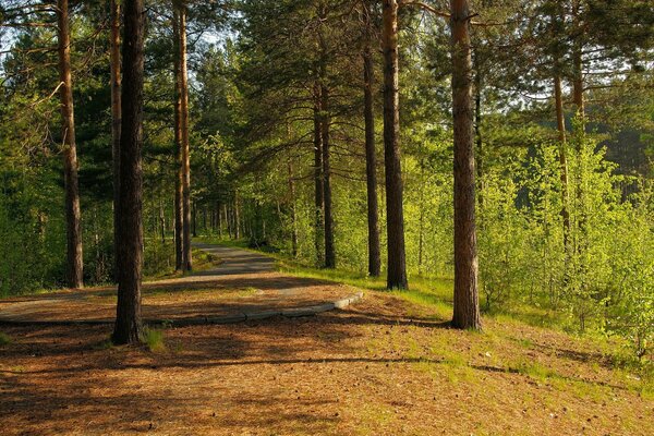 Forest road in the summer forest