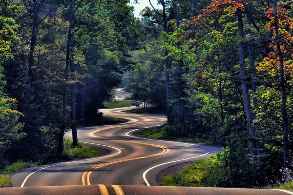 Winding road leading into the forest