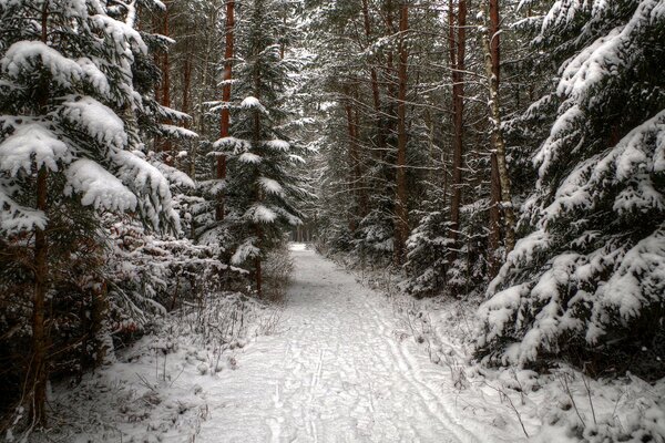 Paysage d hiver avec chemin parmi les conifères enneigés