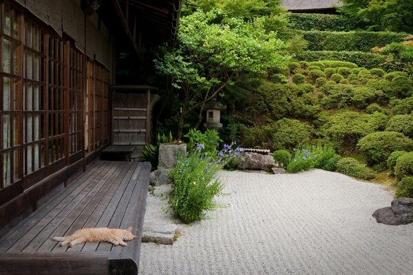 Japanischer Innenhof. Katze im Garten neben dem Haus