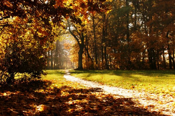 Sendero a través del parque de otoño