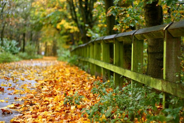 Goldene Blätter auf der Straße am Zaun