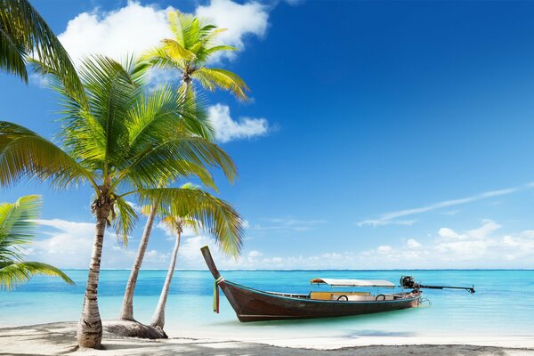 Paysage tropical-Barcas amarré sous les palmiers