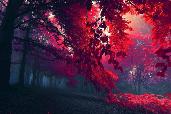 Bright red leaves of trees in a foggy forest