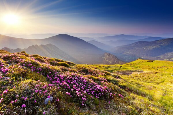 Pradera floreciente y colinas en la luz del sol