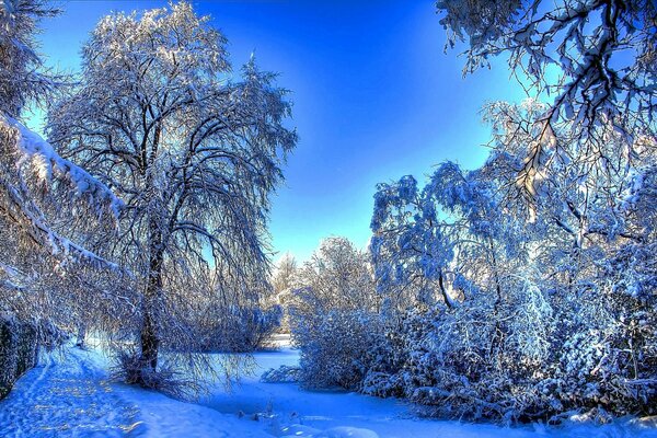 Foresta innevata invernale sotto il cielo blu